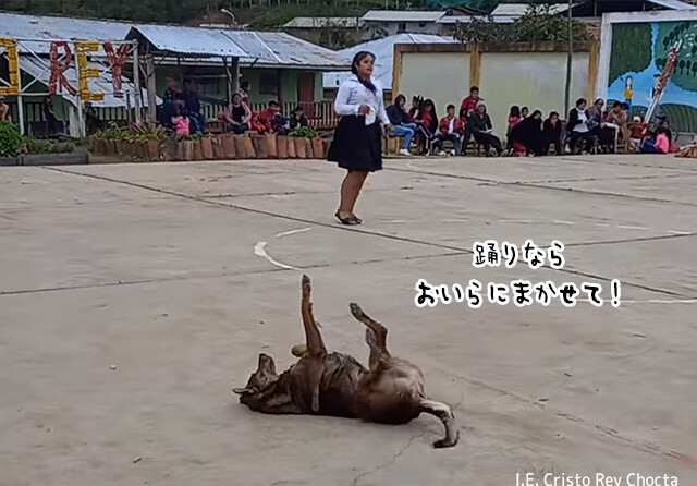 とっておきのダンスを見せてやるぜ！犬が小学校の学園祭の主役の座をかっさらう
