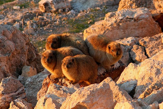 rock hyrax 18