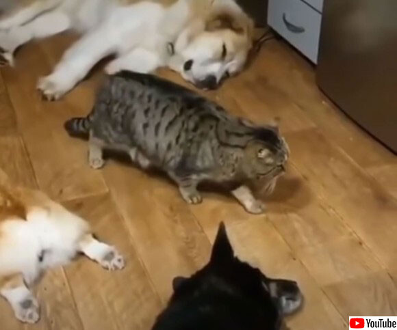 スリル満点？床で眠ている3匹の犬の間をすり抜ける猫のミッション・インポッシブル