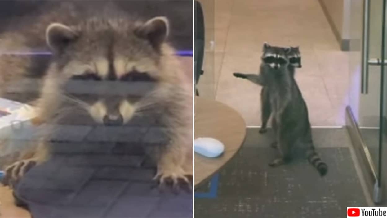 アライグマ窃盗団が銀行強盗