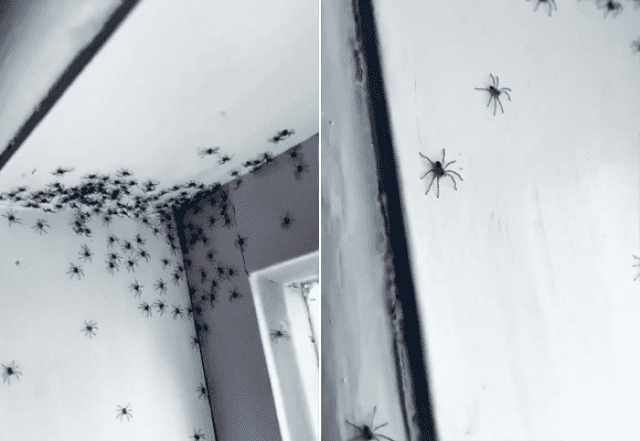 アシダカグモの大群が娘の部屋の天井に密集 蜘蛛出演中 動画あり カラパイア