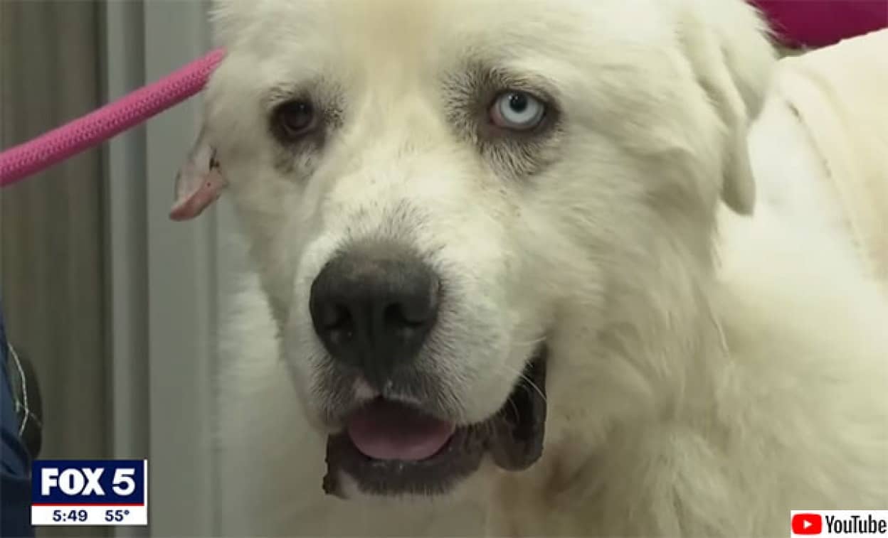 羊を守るため11匹のコヨーテと戦った牧羊犬