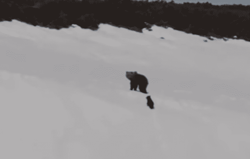 bear0_e
