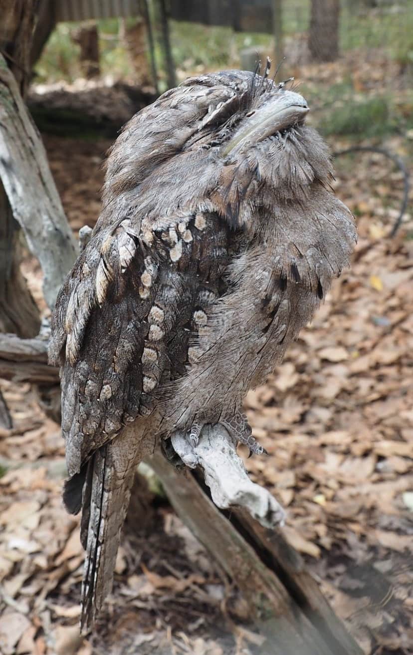 tawny-frogmouth-5195258_1280