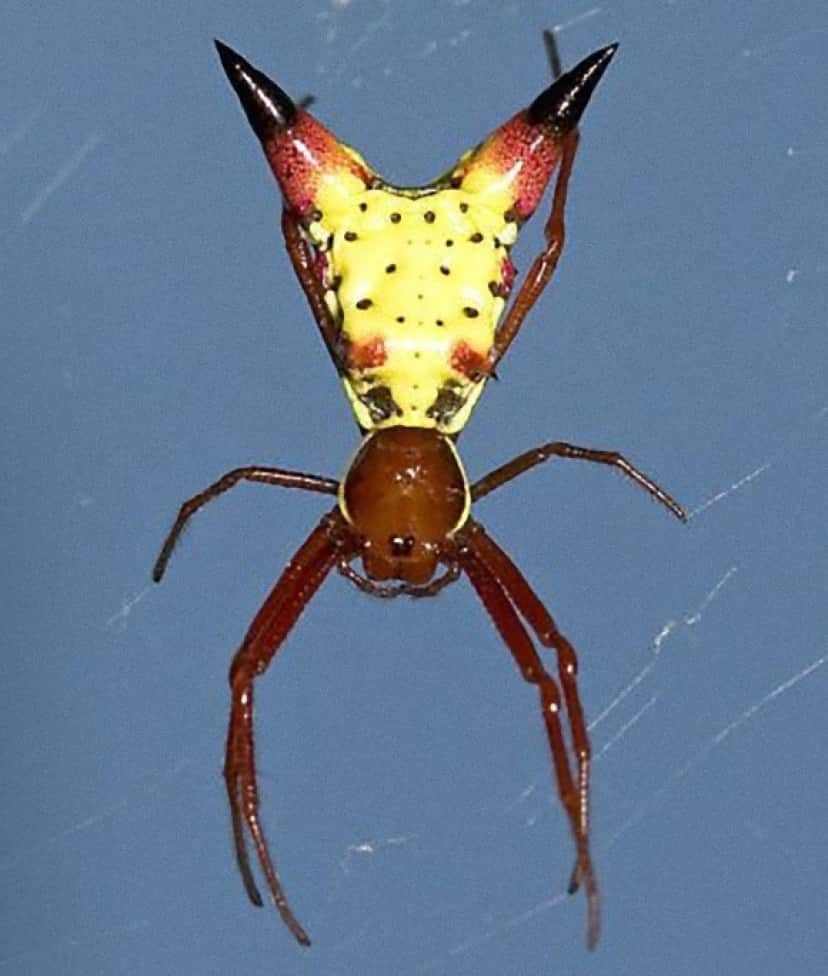 お尻にピカチュウを宿すだと なんかの封印が解かれたっぽいクモが発見されて話題に クモ注意 カラパイア お尻にピカチュウを宿すだと なんかの封印が解かれたっぽいクモが発見されて話題に クモ注意 カラパイア
