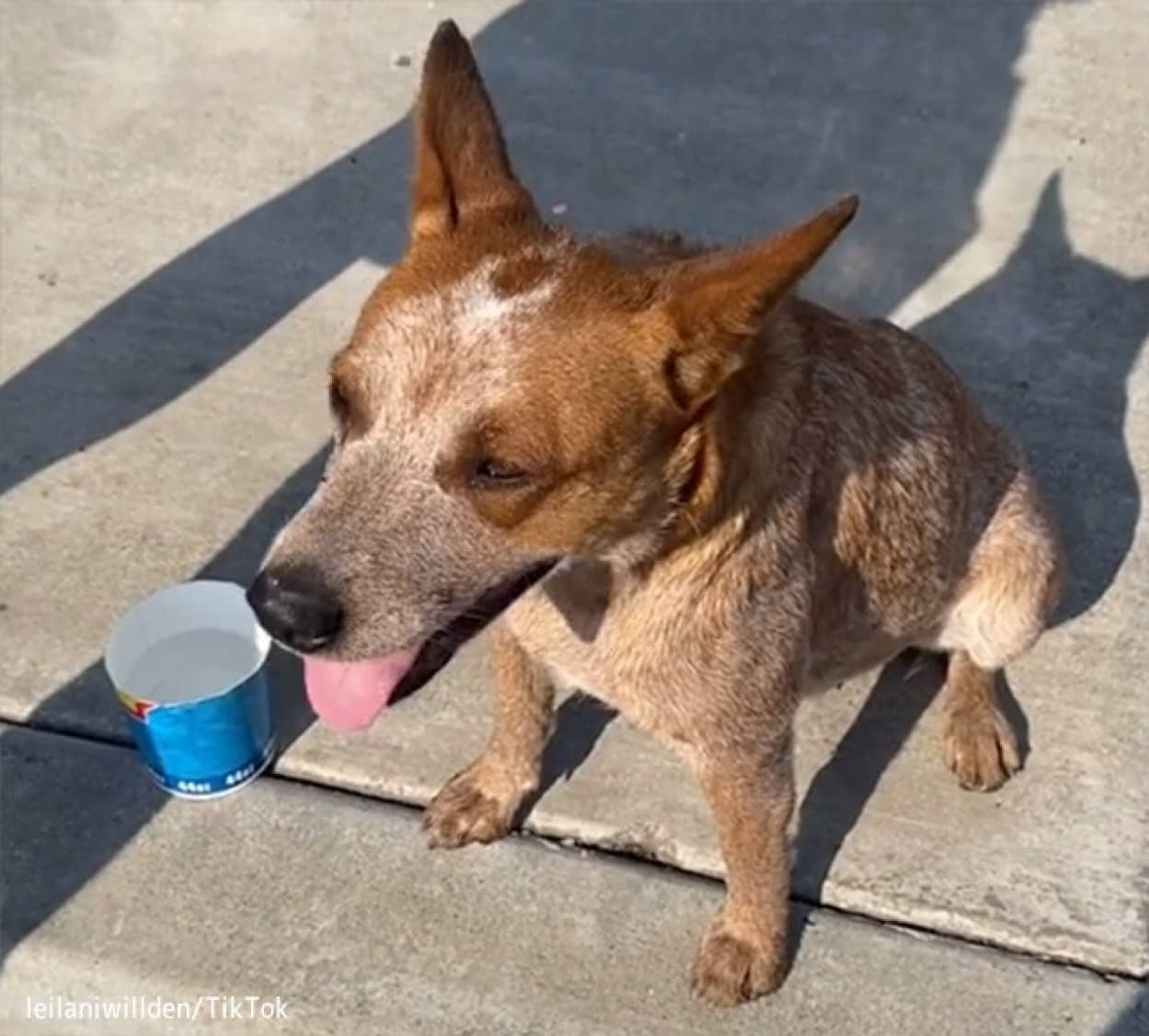 捨て犬を保護し家族に迎え入れる