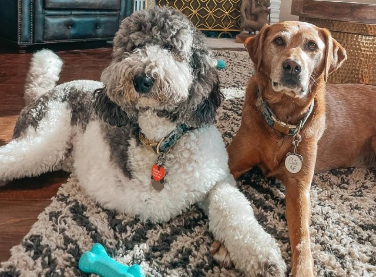 3本脚の犬を守り抜こうとする先住犬
