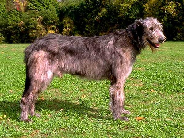 なぜ犬の寿命は人間よりも短いのだろう 大親友だった愛犬がこの世を去った時 少年が語った感動の答え カラパイア なぜ犬の寿命は人間よりも短いのだろう 大親友だった愛犬がこの世を去った時 少年が語った感動の答え カラパイア