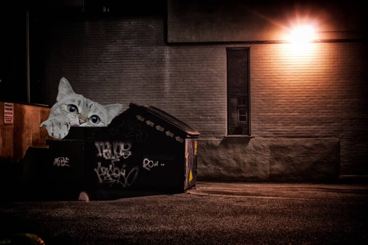 ゴミ箱の近くで子猫を発見した警察官、そのまま家族に