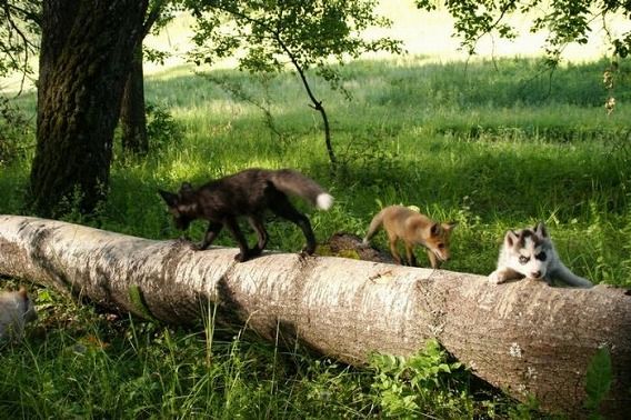 pets_53