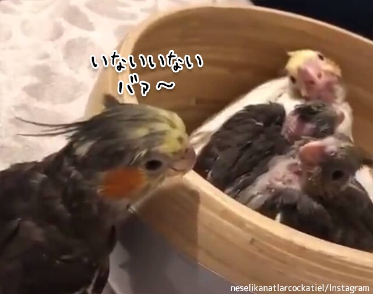 オカメインコが子供たちにいないいないば~!