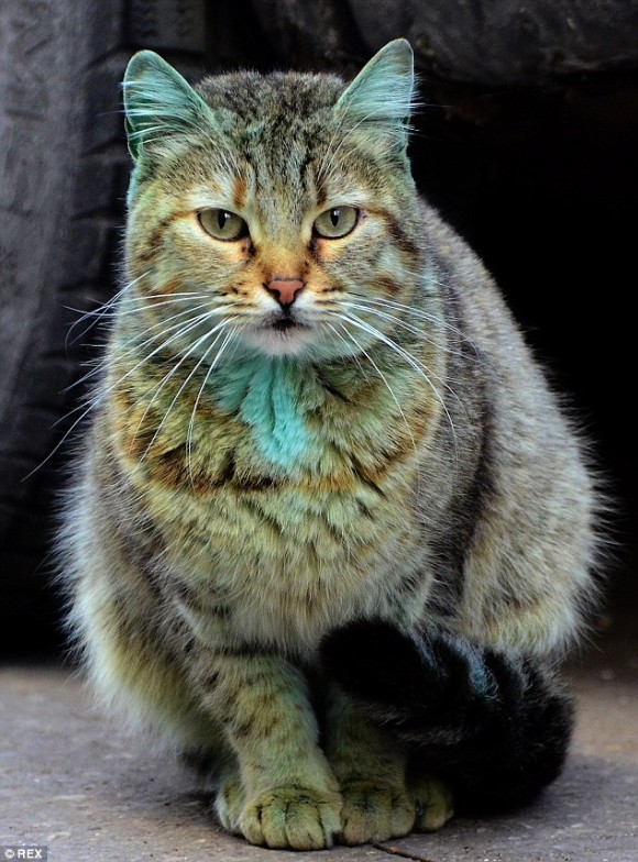 ほとんど元に戻ったよ 世界的に有名となった緑色の猫 動物愛好家の手によって無事捕獲 洗浄作業が行われる カラパイア