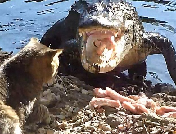 cat_vs_alligator_02