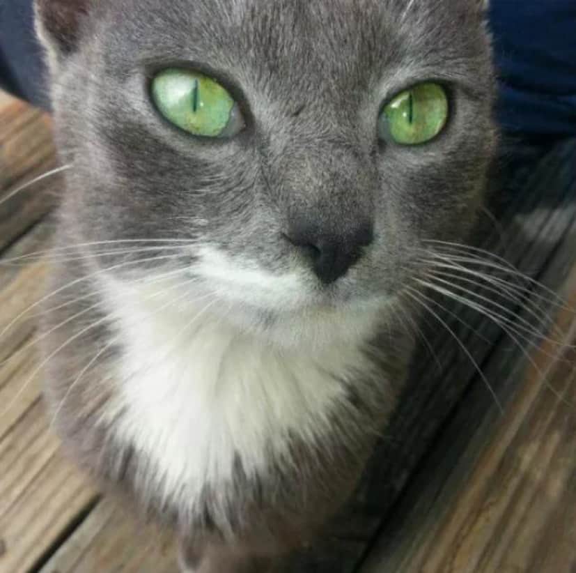 世界一小さな魅惑的世界 猫の瞳 美しい瞳の猫プチ画像集が発見された カラパイア