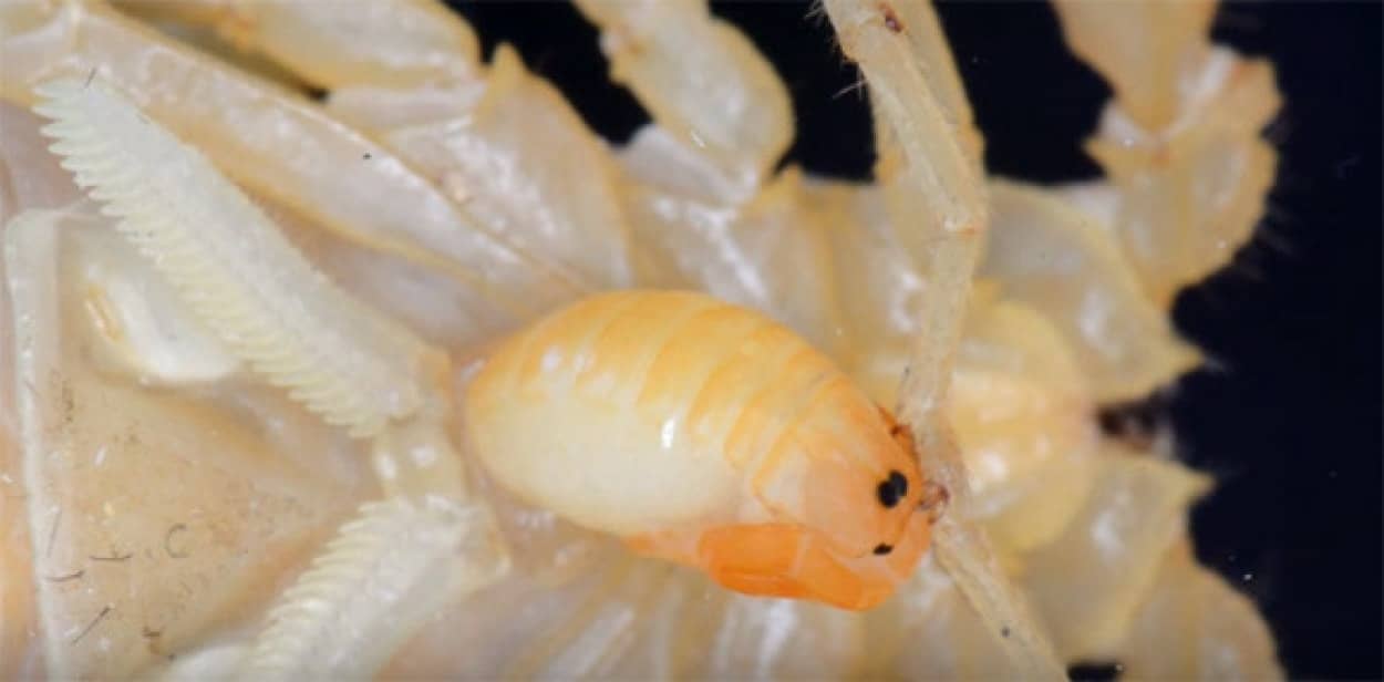 小エビみたいでかわいい サソリの赤ちゃん6匹が今 爆誕 カラパイア 小エビみたいでかわいい サソリの赤ちゃん6匹が今 爆誕 カラパイア