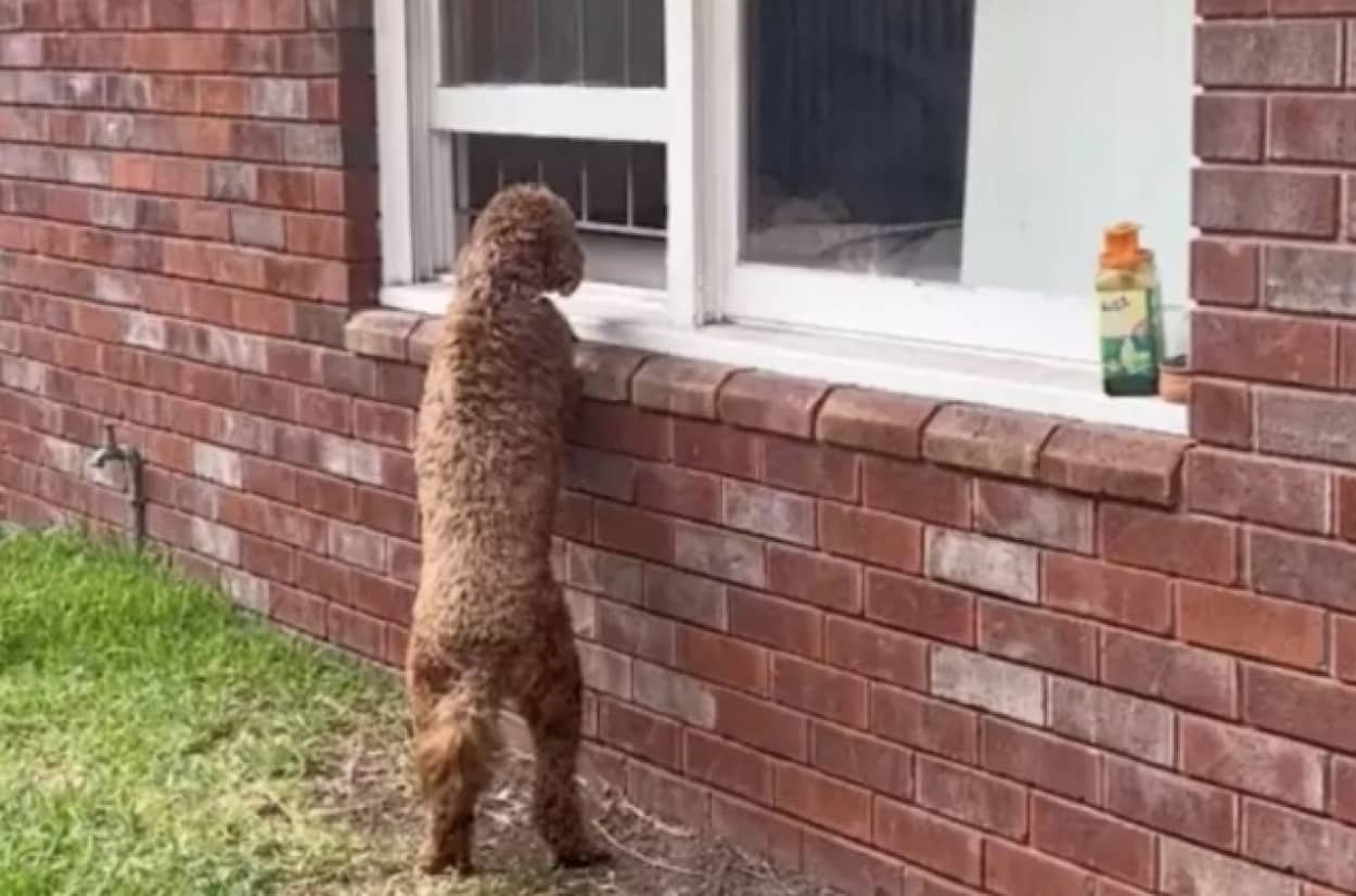 隣人の犬に恋をした犬