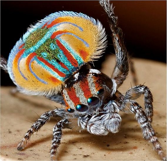 Peacock spider 5