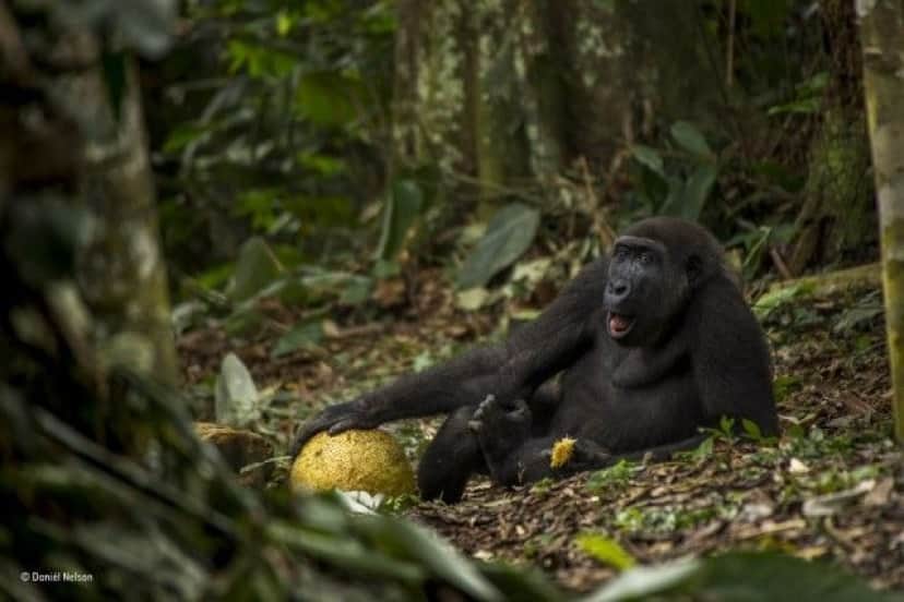 wildlife-photographer-of-the-year-2017-78