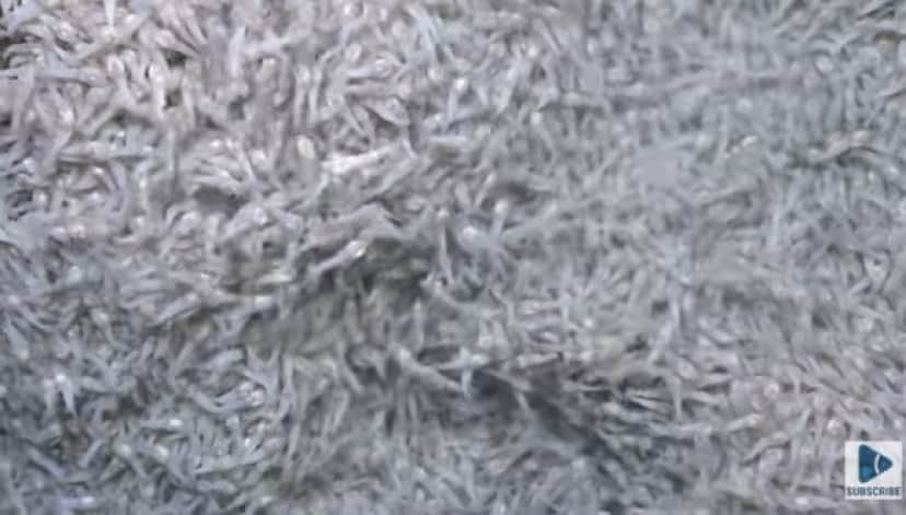 shrimp1_e