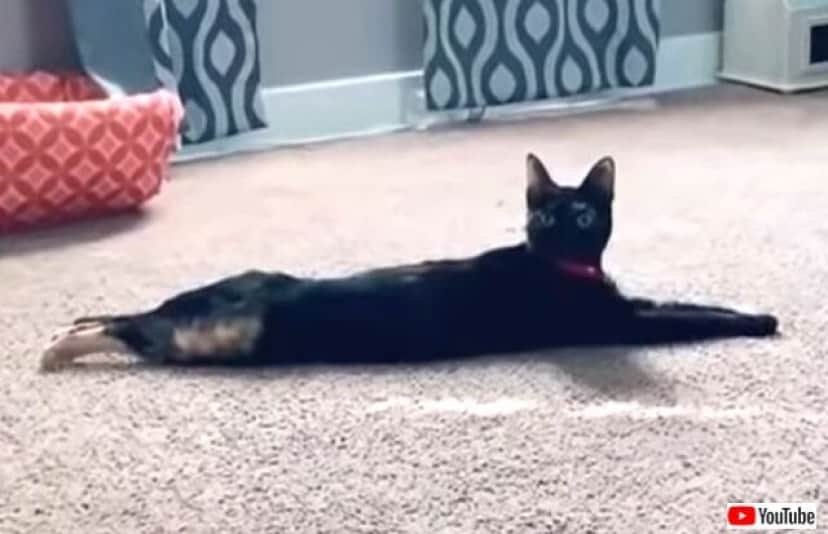 音量注意 猫たちにとある音声を聞かせてみた 猫まっしぐらに飛んでくるらしい カラパイア 音量注意 猫たちにとある音声を聞かせてみた 猫まっしぐらに飛んでくるらしい カラパイア