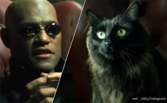 ハリウッド映画に自慢の愛猫を無理やり登場させるインスタグラムのアカウント