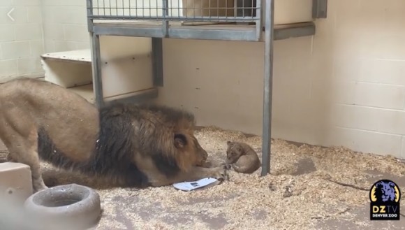 動物園で生まれた赤ちゃんライオン、はじめて父親とご対面。父親は興味津々（アメリカ）