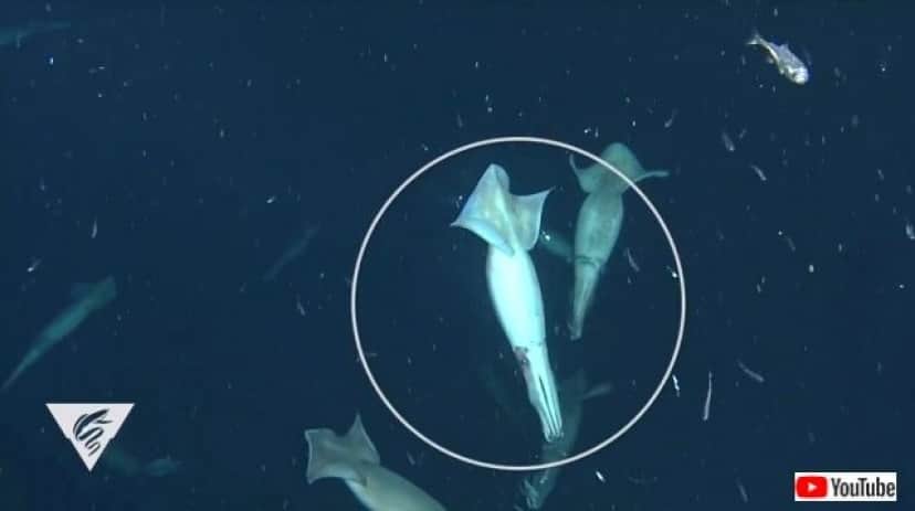 humboldtsquid4_640