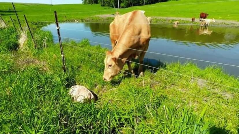 calf