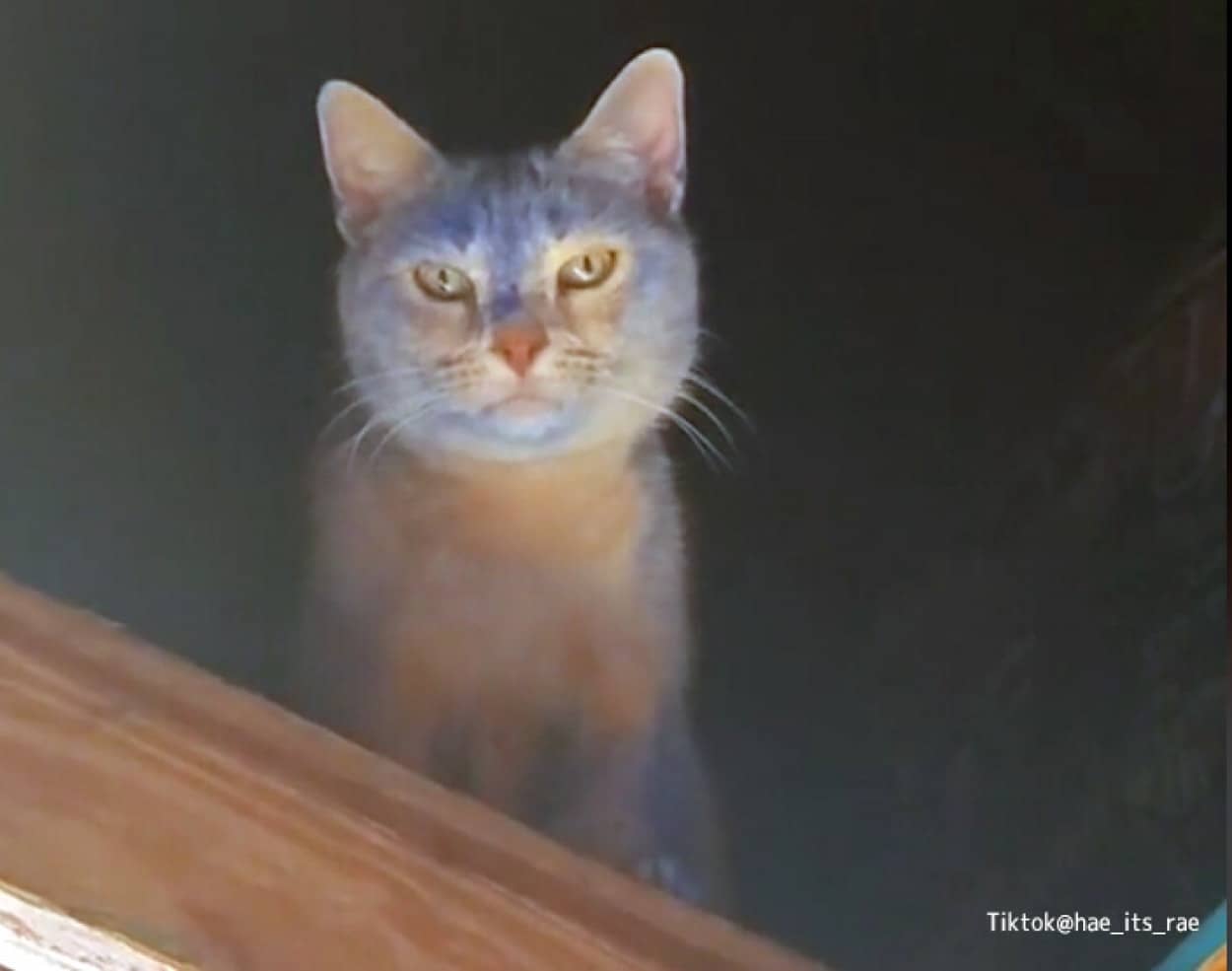 屋根裏で遊んでいた猫が青色に変化