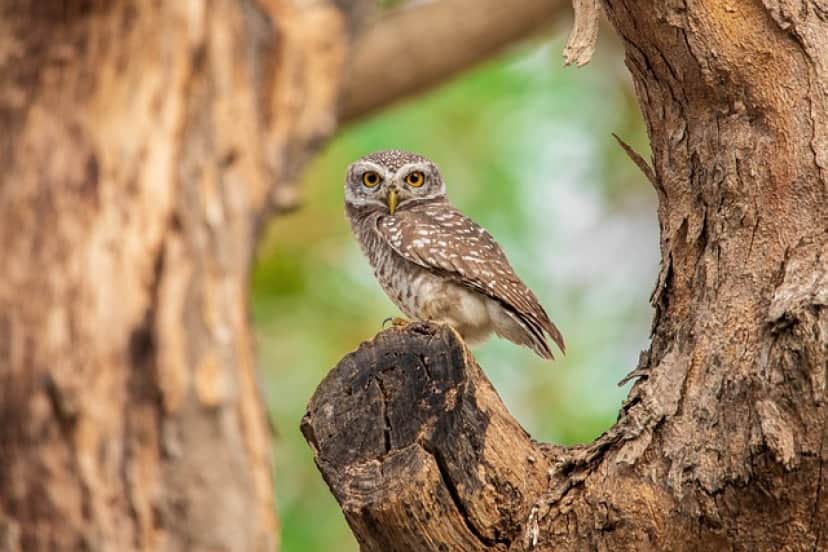 spotted-owlet-g7c9e54277_640