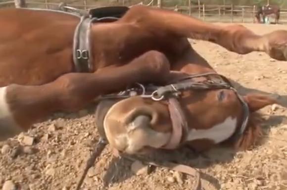 世界で最もメロドラマな馬 人間が乗ろうとするとドラマチックに死んだふり カラパイア 世界で最もメロドラマな馬 人間が乗ろうとするとドラマチックに死んだふり カラパイア