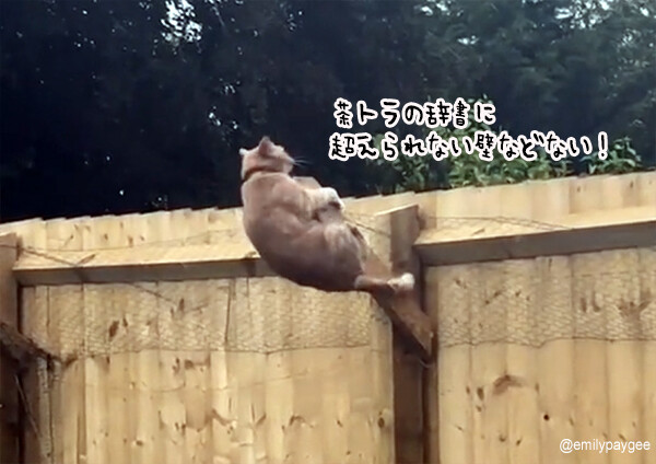 猫界の俺はやる！は茶トラだった件。裏庭の壁越えに果敢に挑戦し見事成功