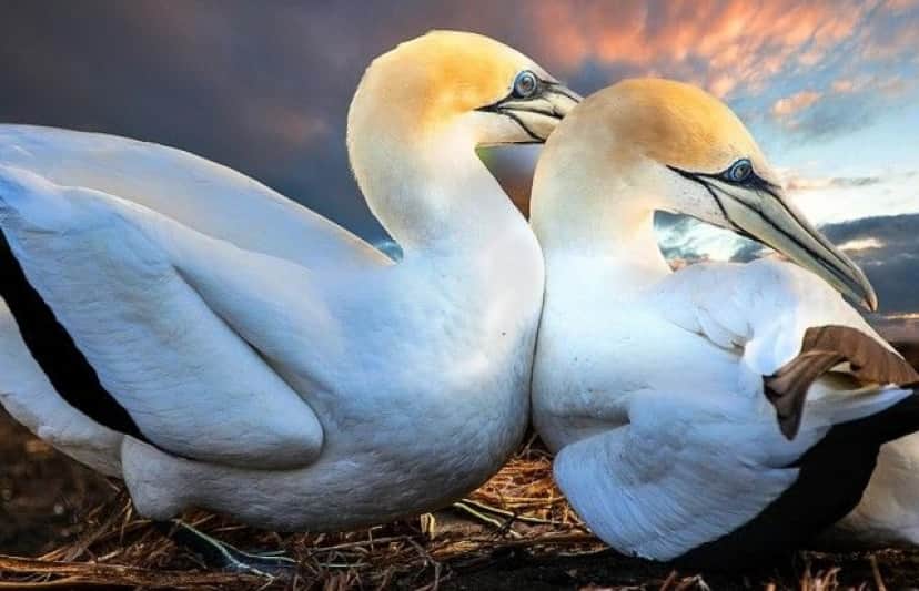 cuteanimals12_e