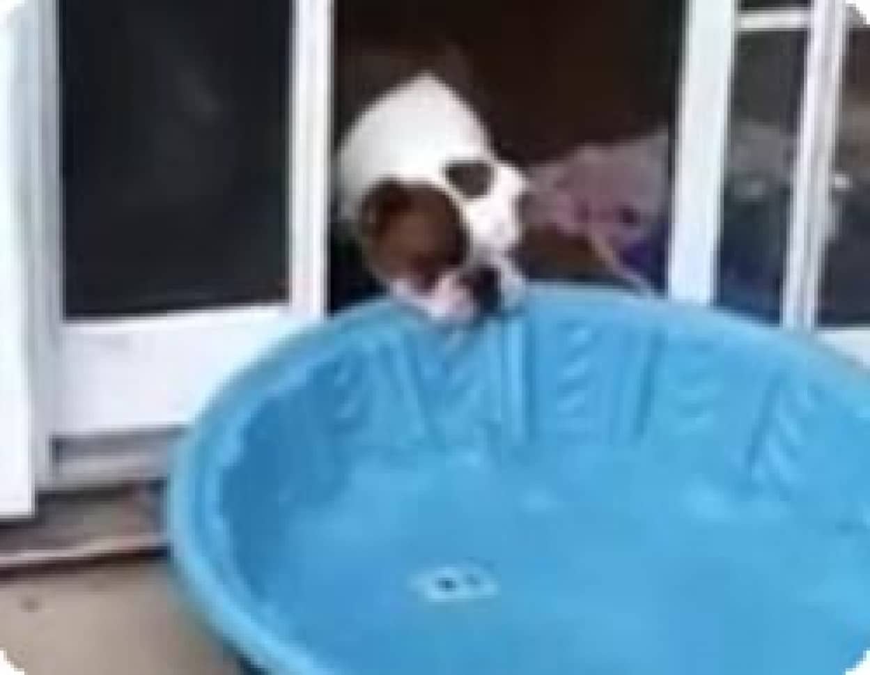 プールが楽しすぎるので自宅に持ち帰ろうとした犬 カラパイア プールが楽しすぎるので自宅に持ち帰ろうとした犬 カラパイア