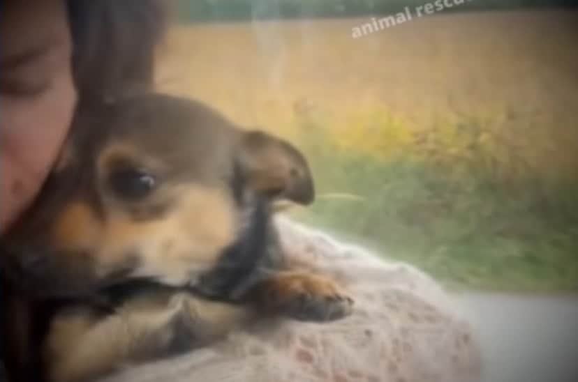abondoned dog2_e