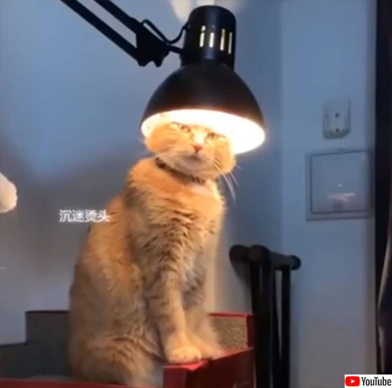 なんという神々しさ 頭に永遠なる者の栄光の冠をつけた猫 カラパイア