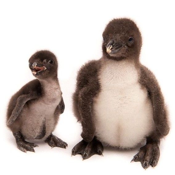 小さくてもペンギン ちょこんとかわいいペンギンの赤ちゃんたちの画像 カラパイア