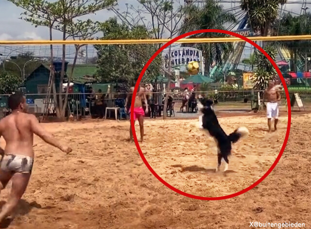 的確なトスを上げ、得点を取るワンダフルなボーダーコリー犬