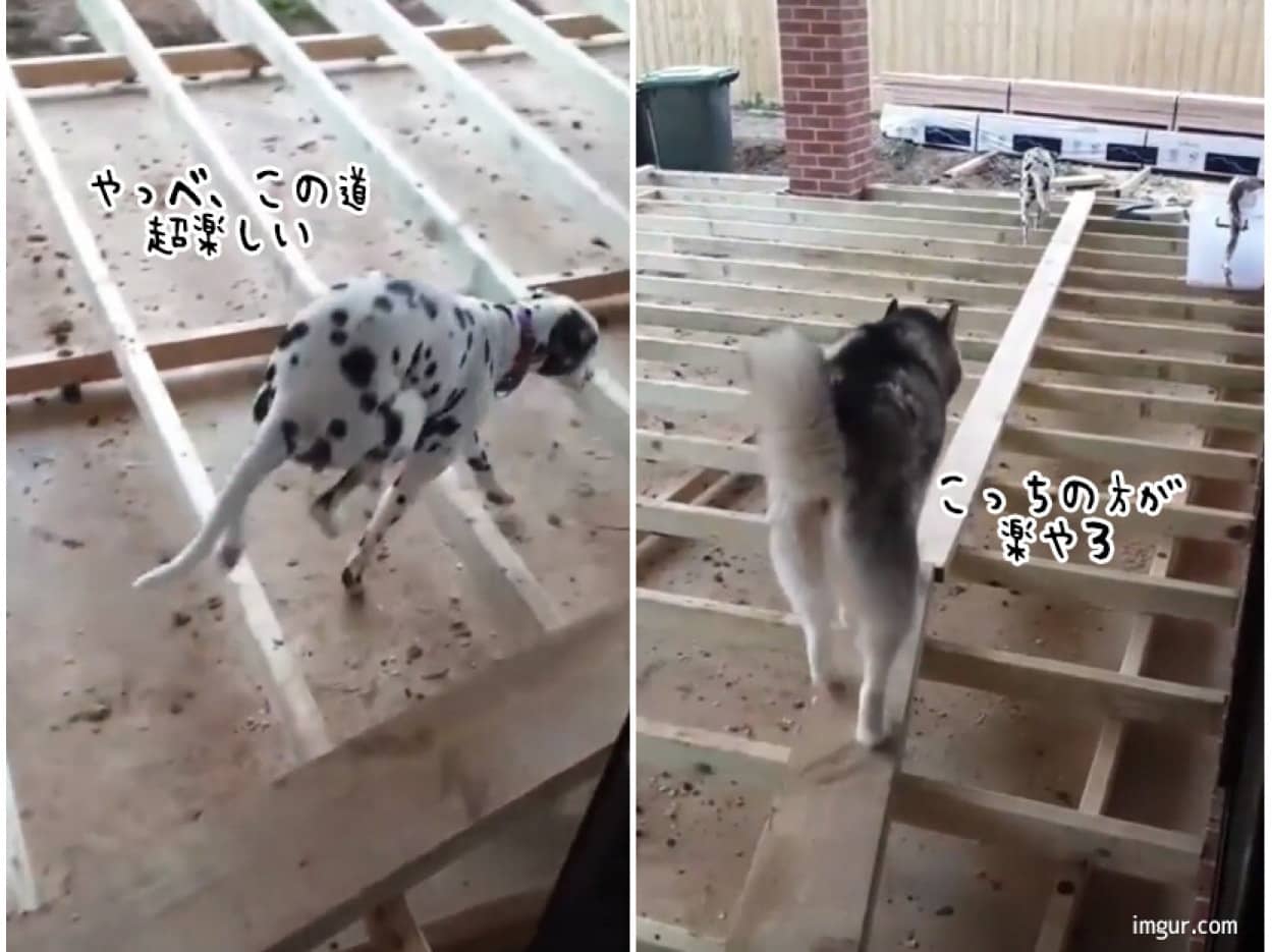 みんな違ってみんないい犬