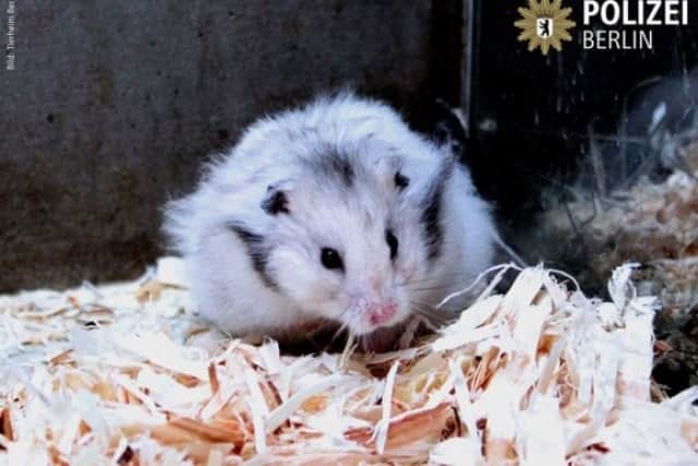 病院の庭にハムスターが出現 救助した警官は一瞬で恋に落ち共に暮らすことを決意 ドイツ カラパイア