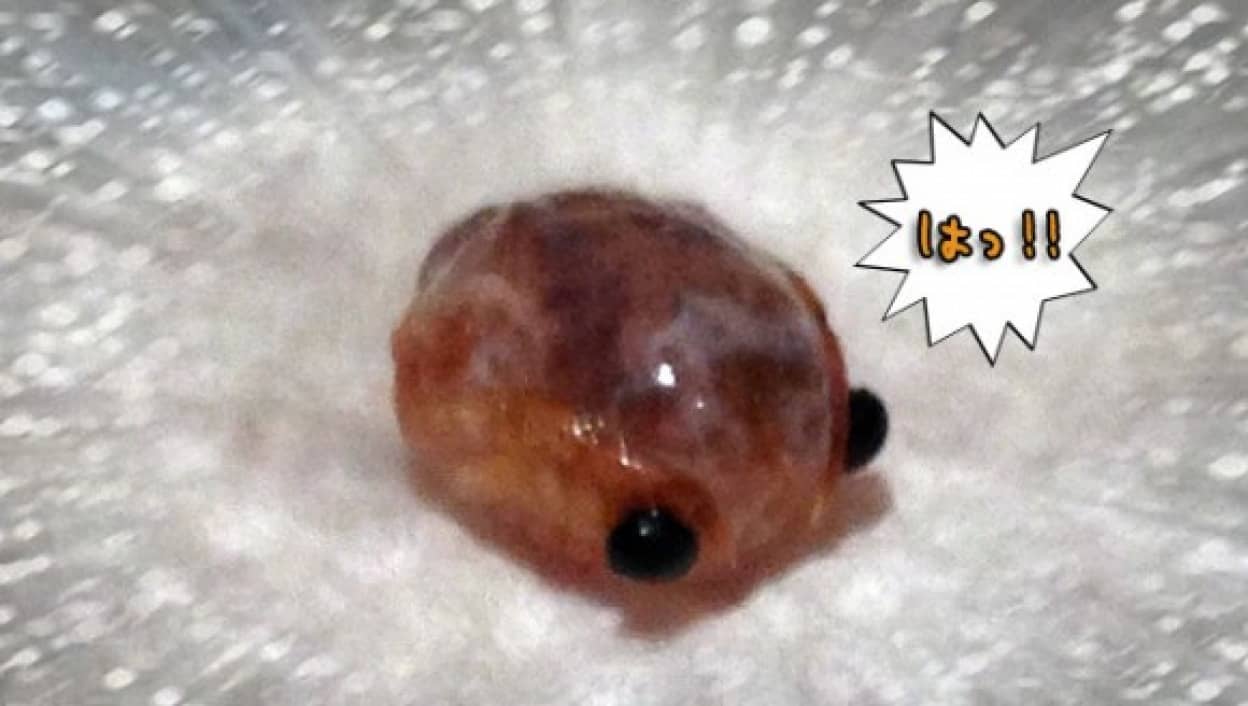 これは当たりか ツナ缶を開けたらパッチリお目目の謎生物が混入していた イギリス カラパイア これは当たりか ツナ缶を開けたらパッチリお目目の謎生物が混入していた イギリス カラパイア