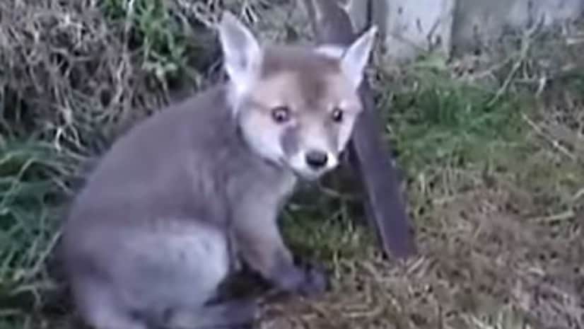 cannedfox4