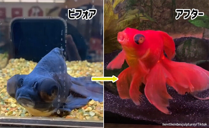 ペットショップで死にかけの黒い金魚を購入 健康と赤色を取り戻すまでの物語 カラパイア