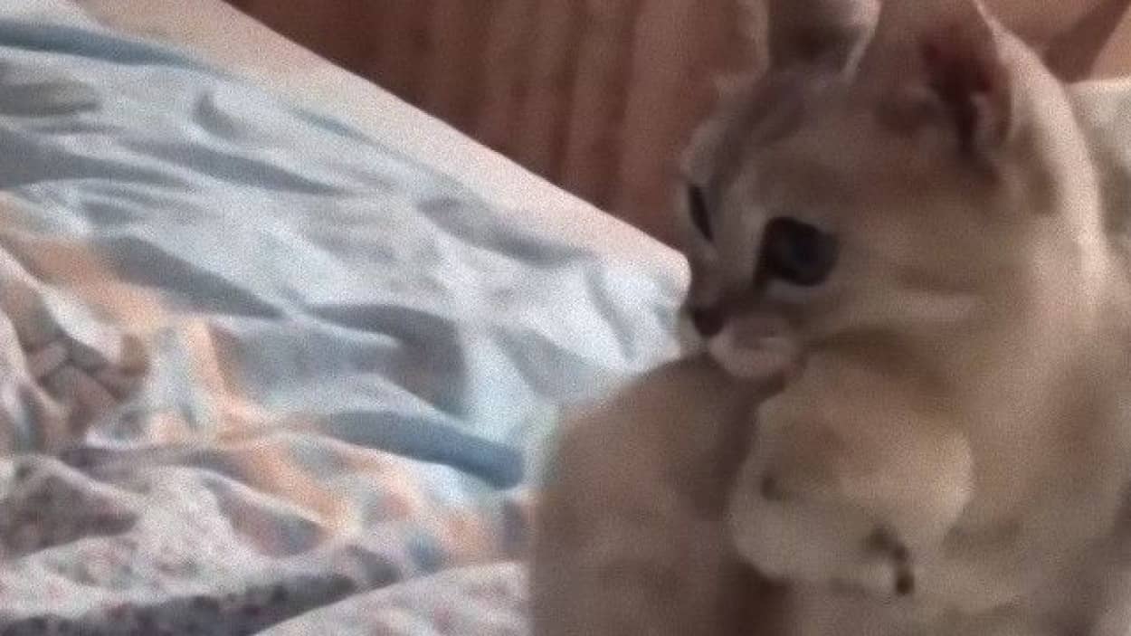 布団もあたたまるし 子猫たちも温まるし 子猫6匹を布団に運び入れる猫母さん カラパイア 布団もあたたまるし 子猫たちも温まるし 子猫6匹を布団に運び入れる猫母さん カラパイア