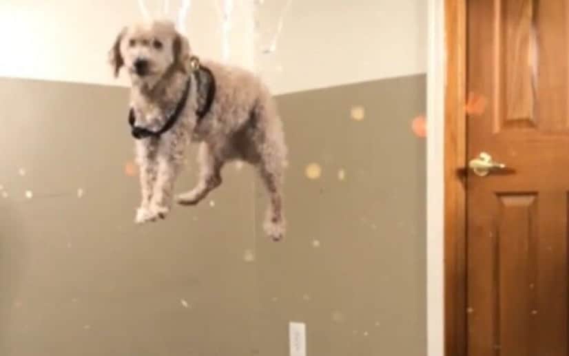 ミニチュアプードルのピーターさん 風船を装着しメルヘンに飛んでみた カラパイア