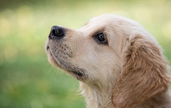 犬の鼻は熱も感知できることが判明 スウェーデン ハンガリー共同研究 カラパイア