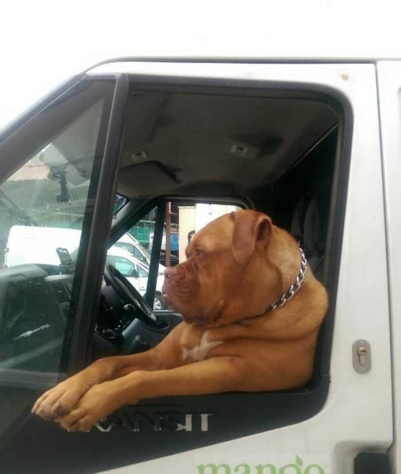 助手席には心強い相棒 安心して荷物運べますわ 宅配車の助手席にどてーんと座り目を見張らせる犬 イギリス カラパイア