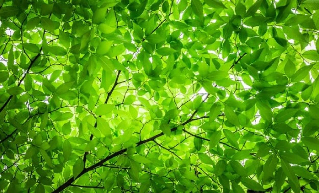 wood-2249363_640_e