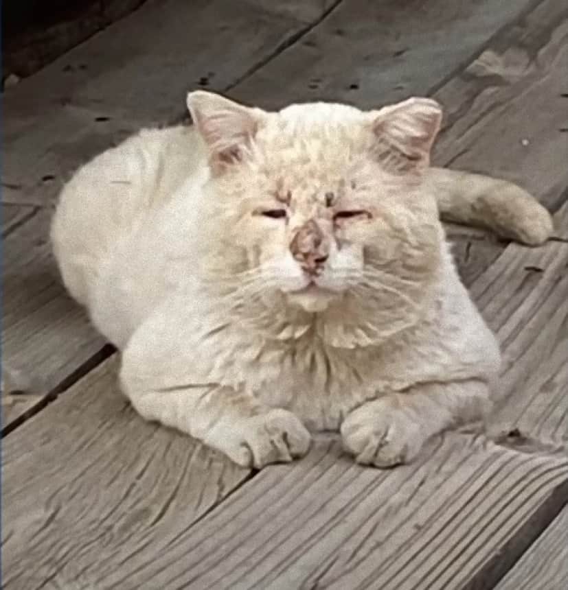 cats7_e