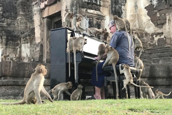 飢えた猿の為にピアノ演奏